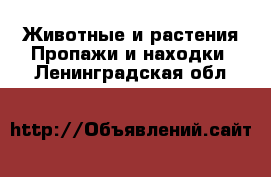 Животные и растения Пропажи и находки. Ленинградская обл.